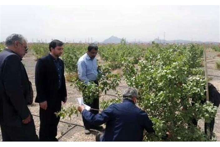 بازدید کارشناسان اداره جهاد کشاورزی از نهالستان دانشگاه آزاد اسلامی نائین