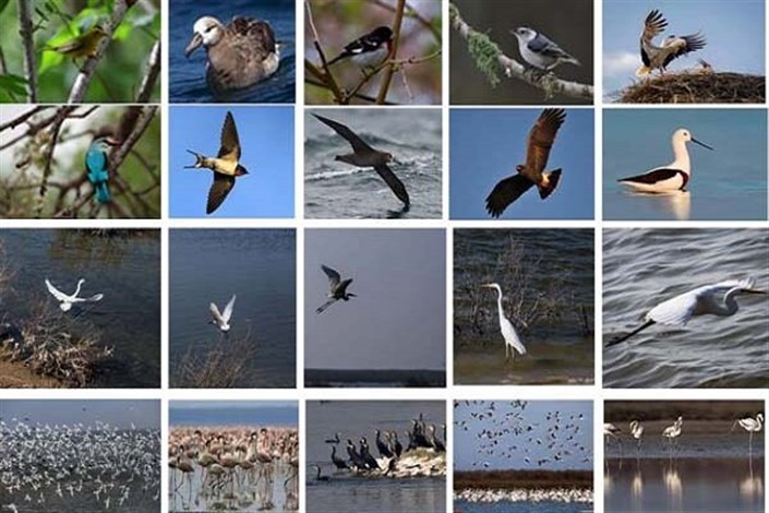 فناوری فضایی به شناسایی زیستگاه پرندگان مهاجر کمک می‌کند