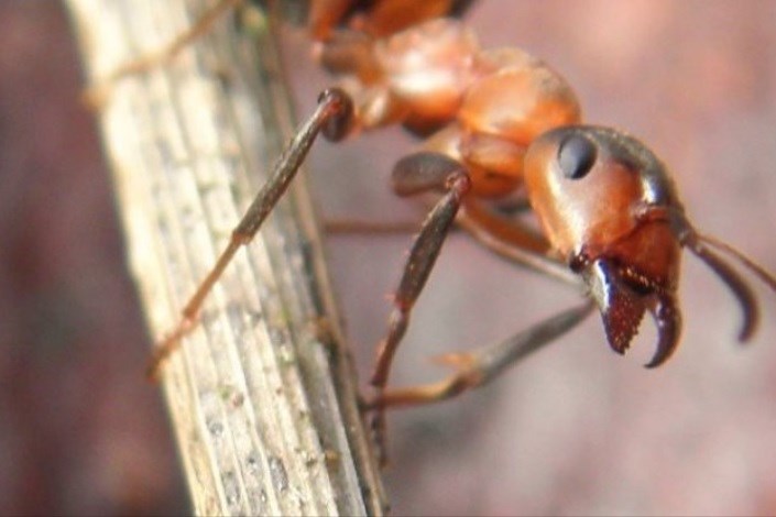 مورچه‌های چوب دارای مغز با حافظه نامتقارن هستند