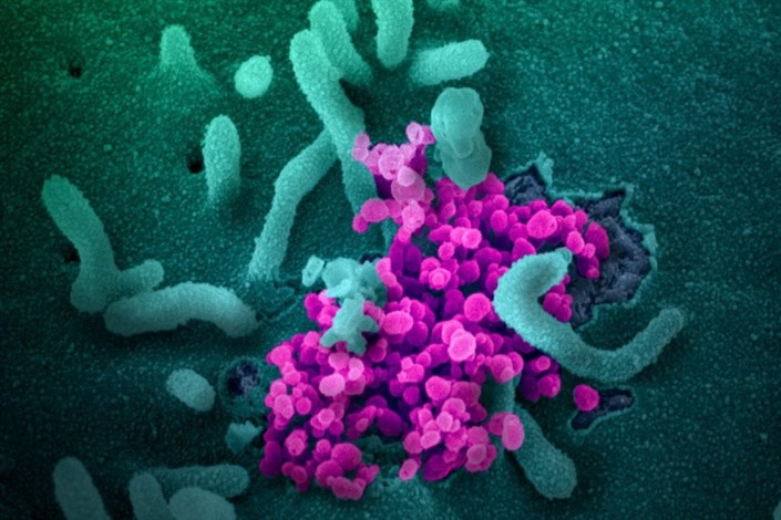 نگرانی دانشمندان در مورد جهش‌های ویروس کرونا