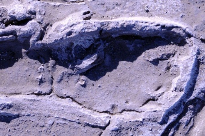 دانشمندان از ردپاهای باستانی آفریقا چه فهمیدند؟