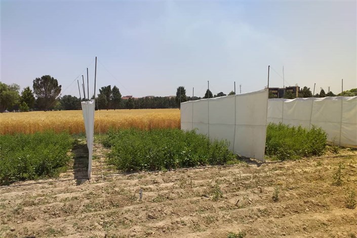 تولید بذر هیبریدی چغندر لبویی و علوفه‌ای در دانشگاه آزاد اسلامی کرج