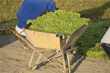 ثبت جهانی انگور ملایر و اجرای طرح‌های نوین کشاورزی در شهرستان