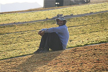 تاکستان؛ قطب انگور ایران بدون زنجیره صادرات حرفه‌ای