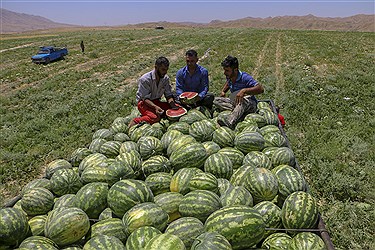 ممنوعیت صادرات هندوانه ایران به عمان 
